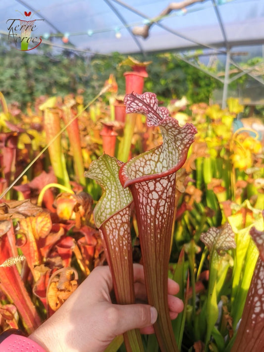 SX28 Sarracenia x "Hurlement"