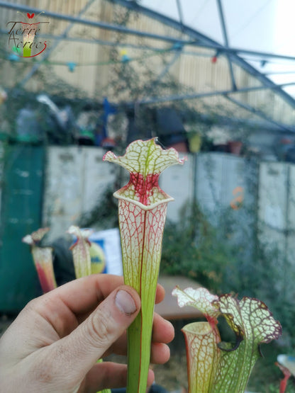 Sarracenia 2025 Samen (SX29 x OP)