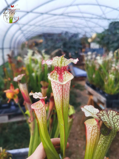 Sarracenia 2025 Samen (SX29 x OP)