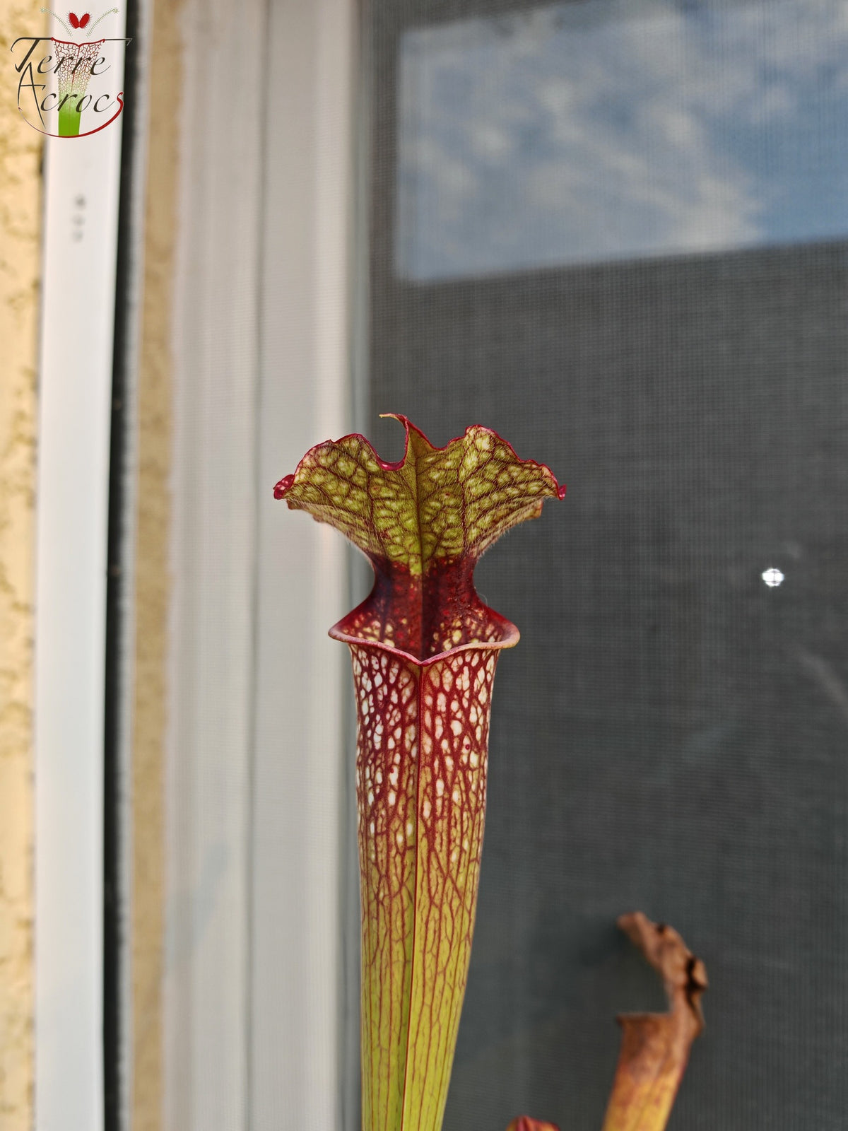 SX29U Sarracenia x (S. x moorei – Johanna x unbekannt)