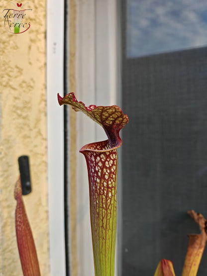 SX29U Sarracenia x (S. x moorei – Johanna x unbekannt)