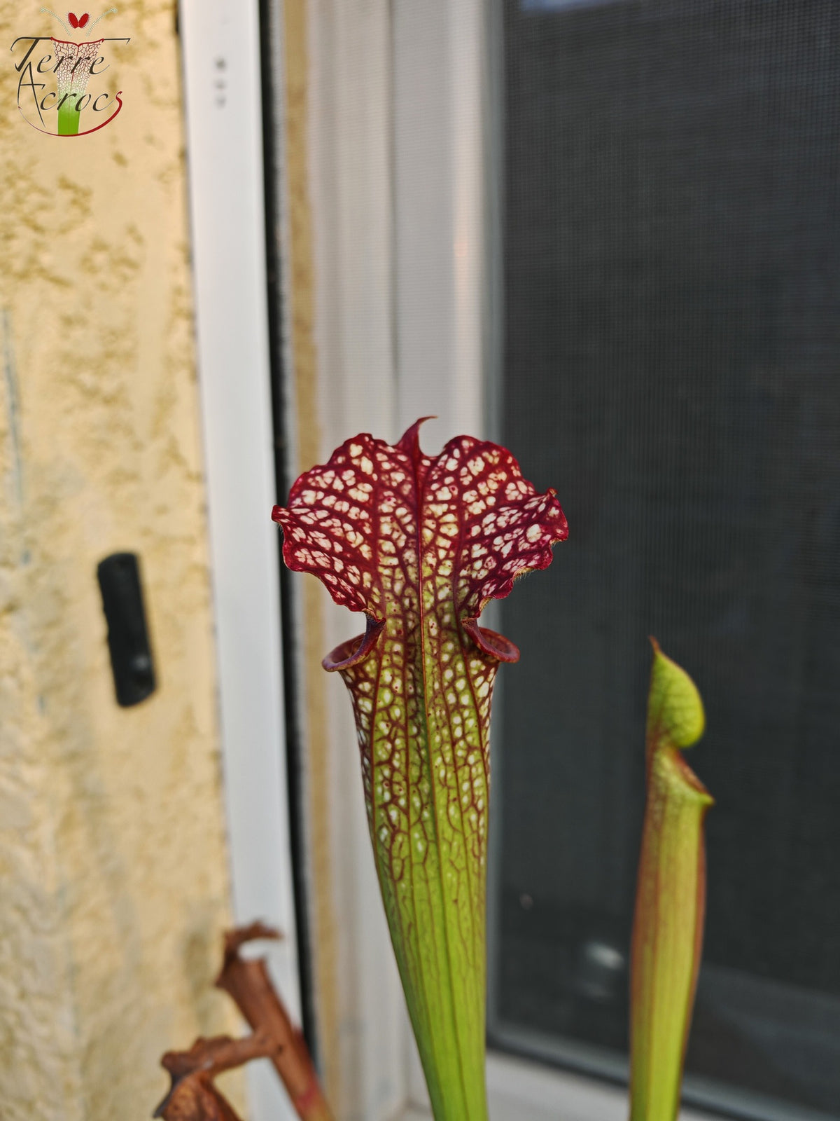 SX29U Sarracenia x (S. x moorei – Johanna x unbekannt)