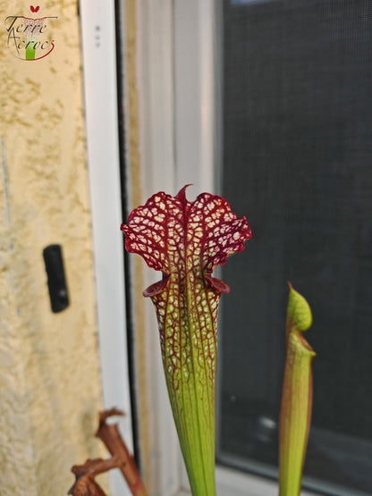 SX29U Sarracenia x (S. x moorei – Johanna x unbekannt)