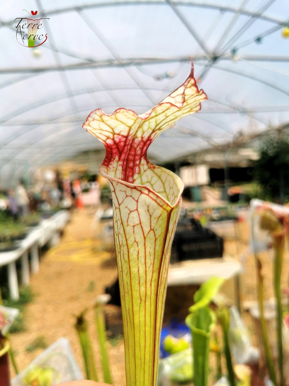 SX31 Sarracenia x ‘Iamsatyricon’ (H392, MK)