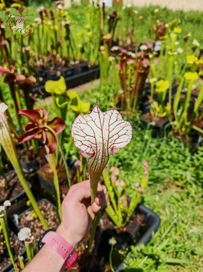 SX31 Sarracenia x ‘Iamsatyricon’ (H392, MK)