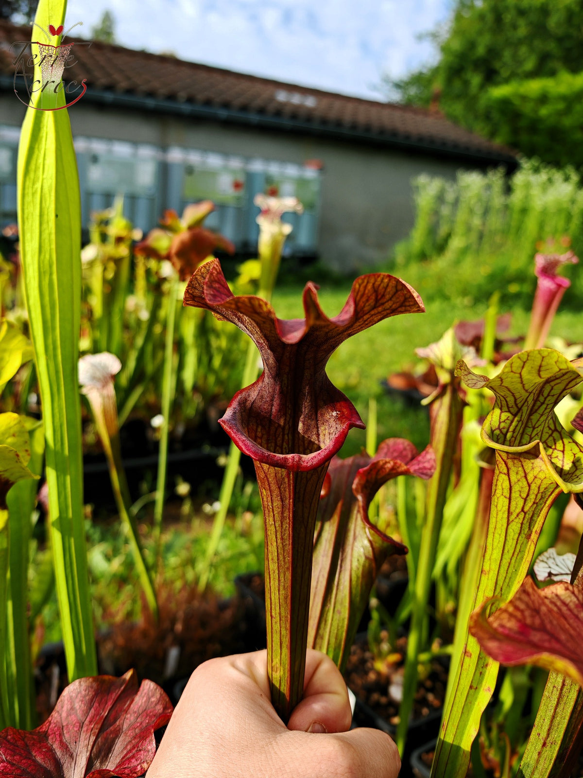SX33 Sarracenia x 'Reptilian Rose' (H237, MK)
