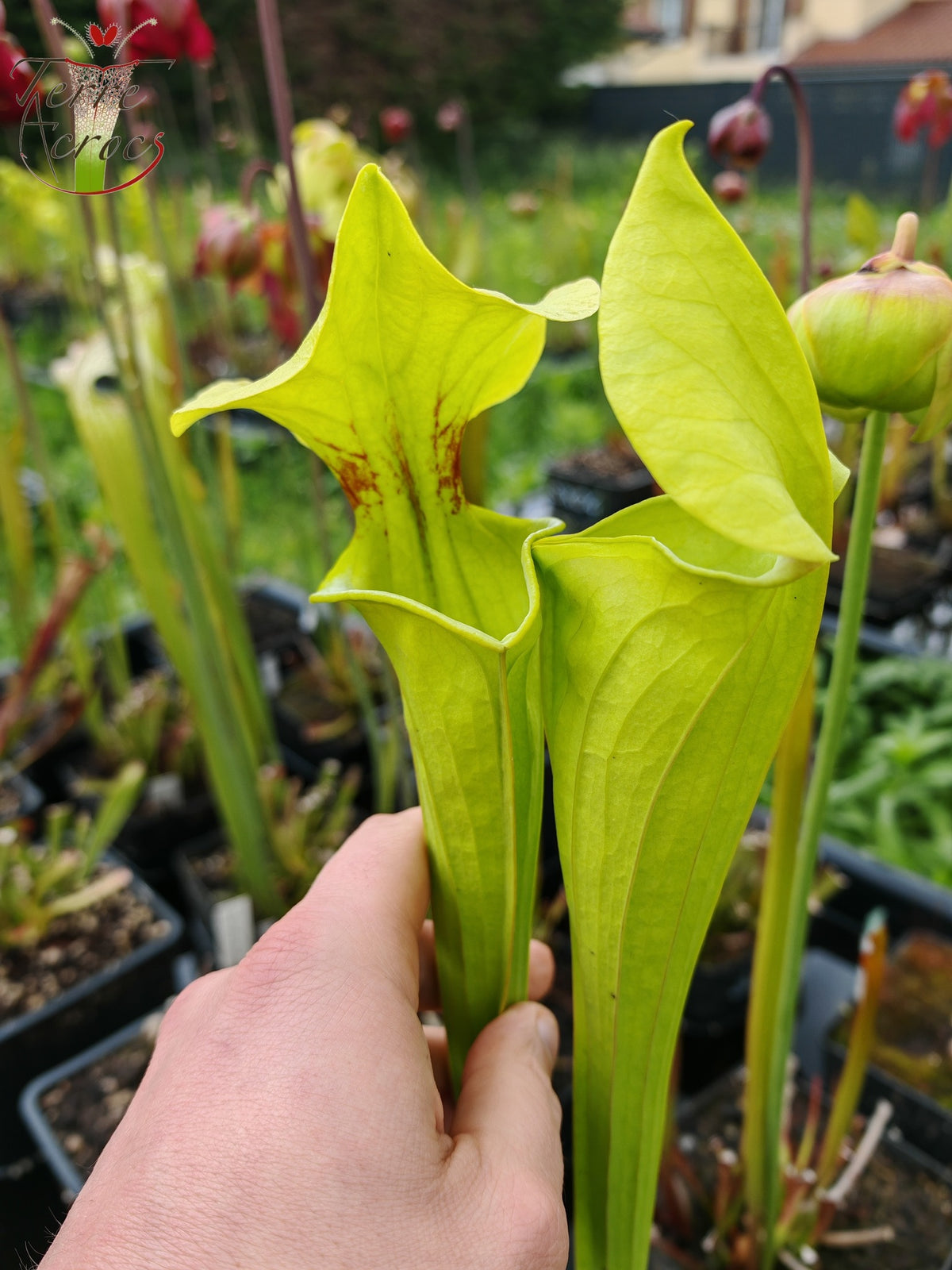 SX34 Sarracenia x (S. x moorei – Marston exotic (1987 clone)(H24, MK) x S. flava var. rugelii -- Telogia, FL.(WS). Very large from, (F140A MK))