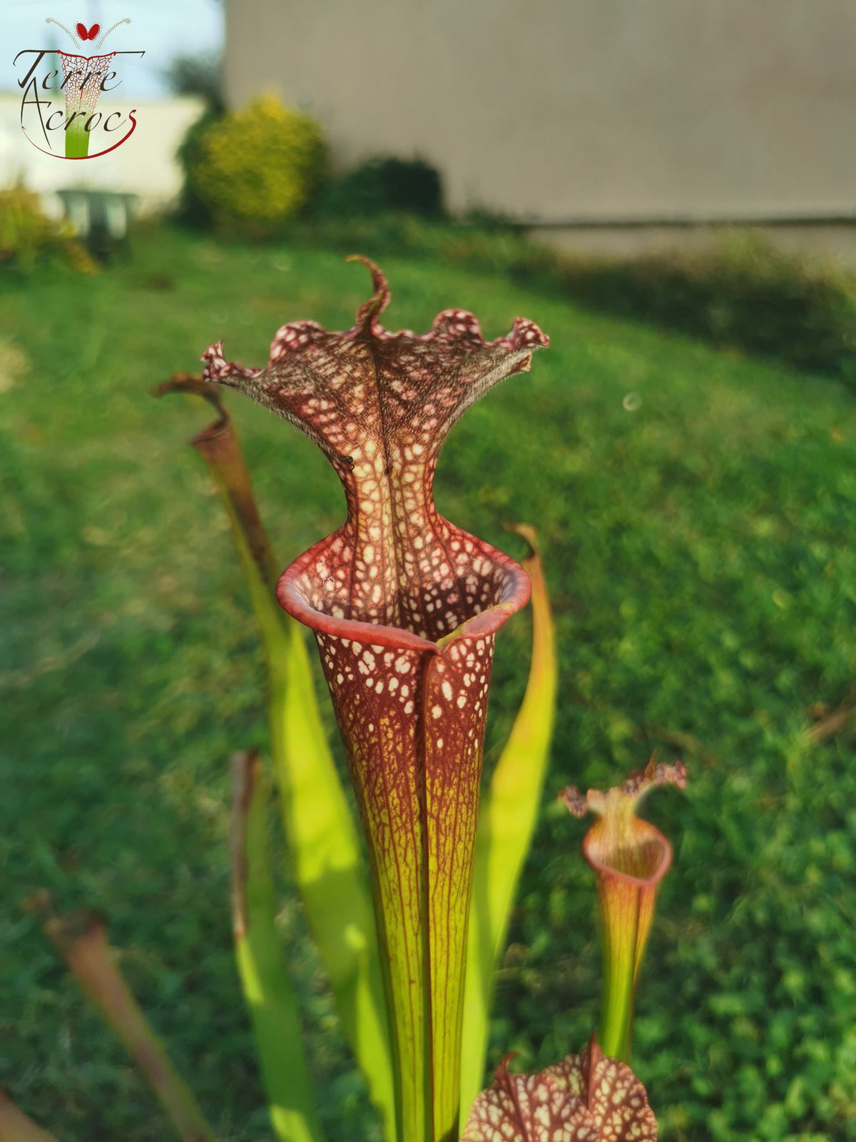 SX35c Sarracenia x (S. leucophylla (L31A) x S. x moorei – „Adrian Slack“) (Klon C)
