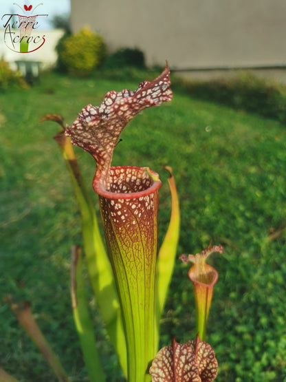 SX35c Sarracenia x (S. leucophylla (L31A) x S. x moorei – „Adrian Slack“) (Klon C)