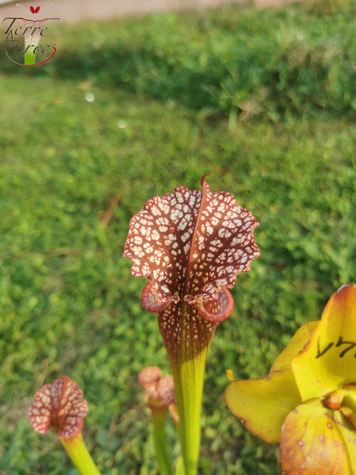 SX35c Sarracenia x (S. leucophylla (L31A) x S. x moorei – „Adrian Slack“) (Klon C)