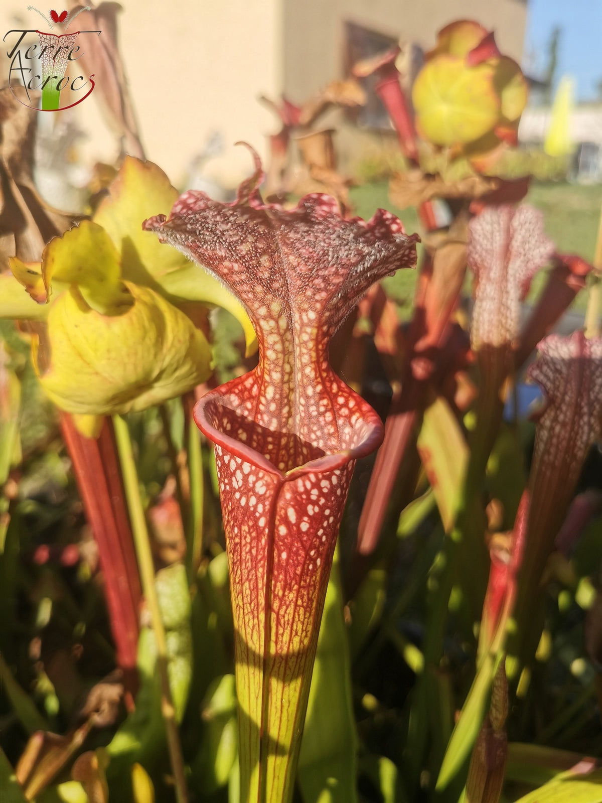 SX35c Sarracenia x (S. leucophylla (L31A) x S. x moorei – „Adrian Slack“) (Klon C)