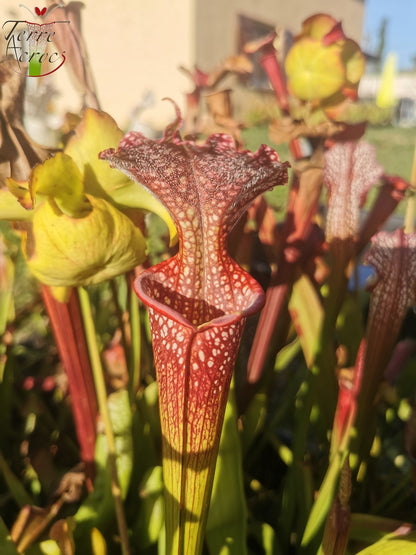 SX35c Sarracenia x (S. leucophylla (L31A) x S. x moorei – „Adrian Slack“) (Klon C)