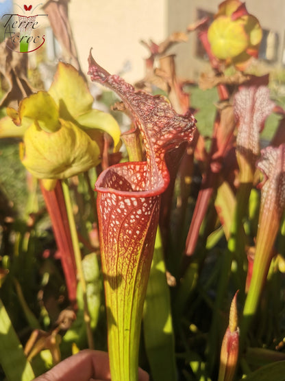 SX35c Sarracenia x (S. leucophylla (L31A) x S. x moorei – „Adrian Slack“) (Klon C)