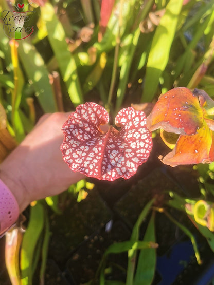 SX35c Sarracenia x (S. leucophylla (L31A) x S. x moorei – „Adrian Slack“) (Klon C)
