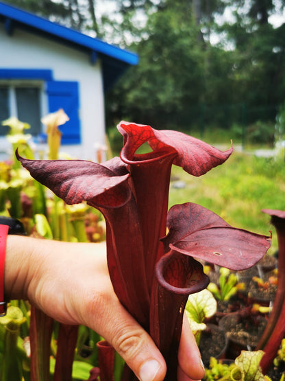 SX36a Sarracenia x (S. x moorei – „Luben's Red“ x S. flava var. ornata) (Klon a)