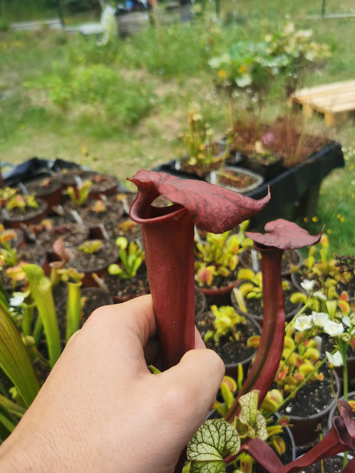 SX36a Sarracenia x (S. x moorei – „Luben's Red“ x S. flava var. ornata) (Klon a)