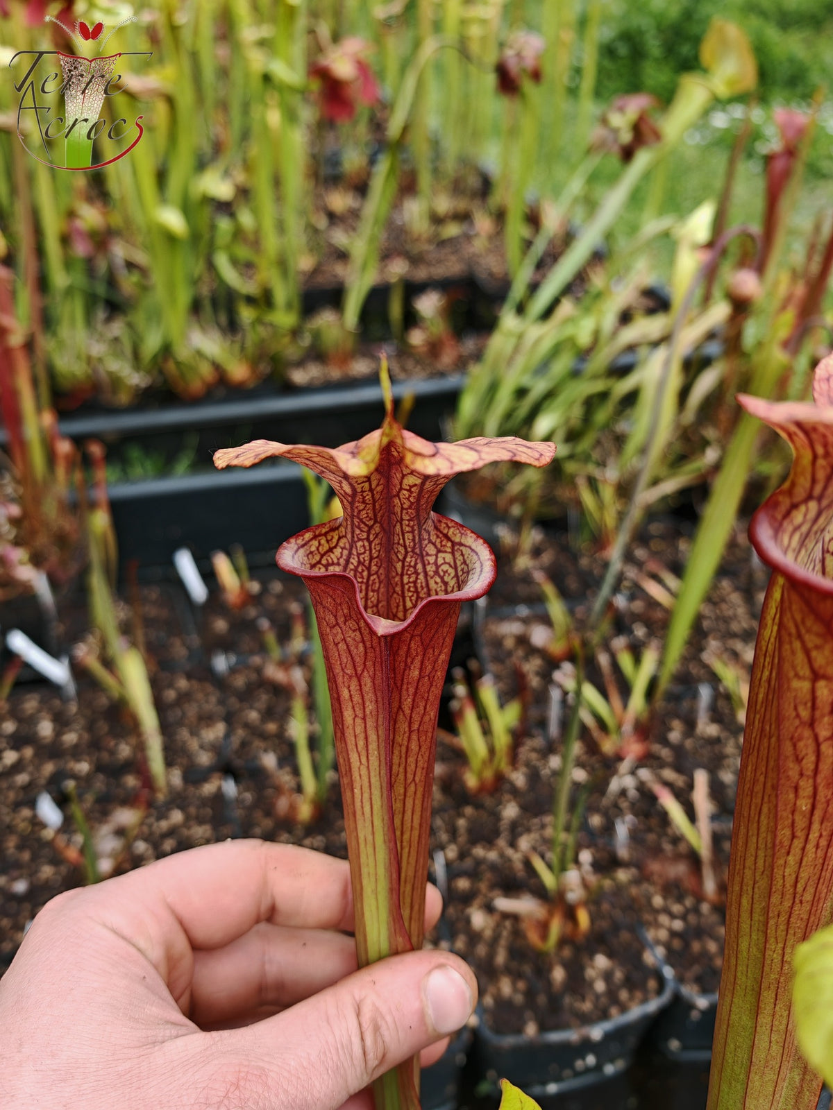 SX36a Sarracenia x (S. x moorei – „Luben's Red“ x S. flava var. ornata) (Klon a)