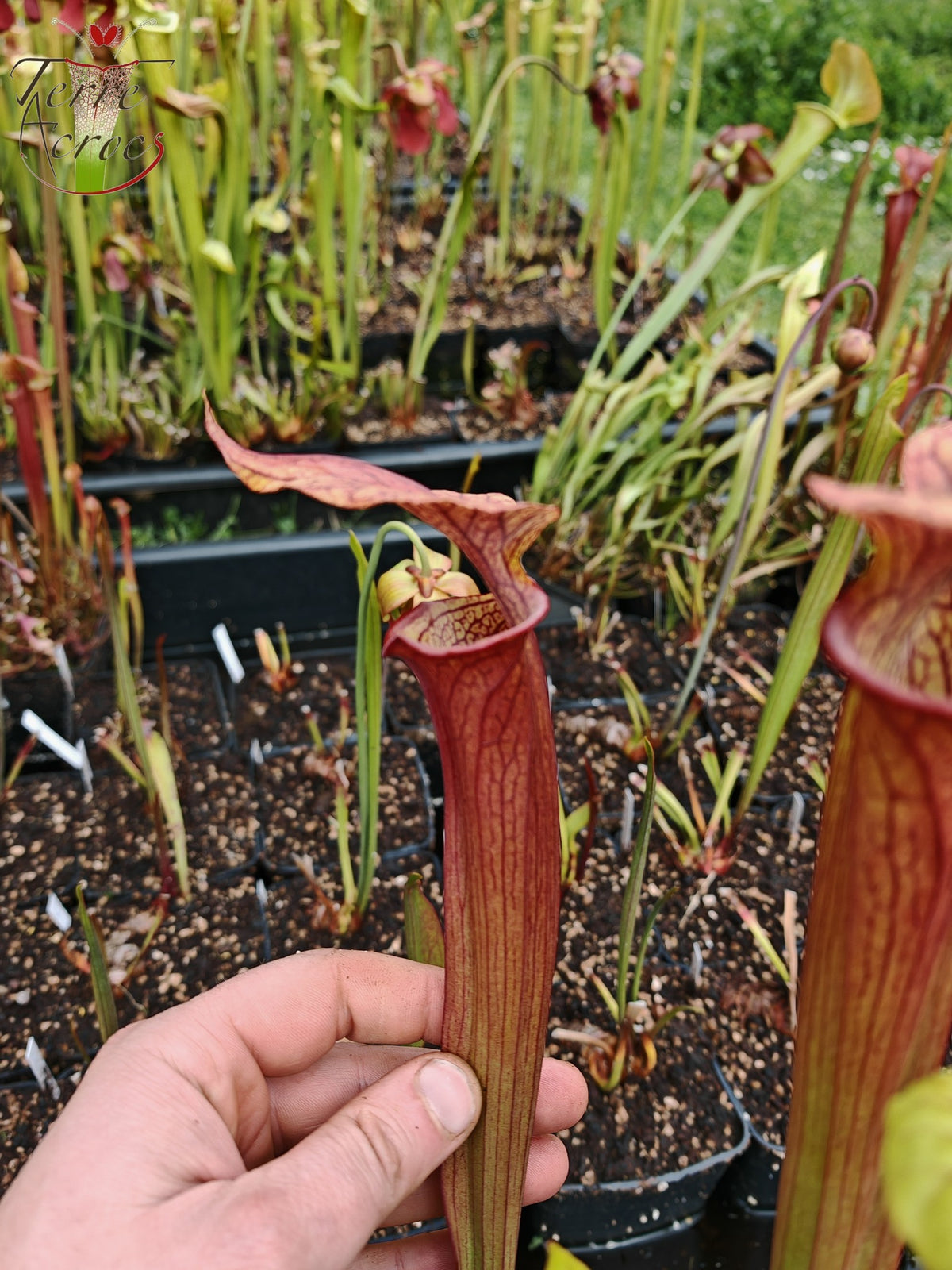 SX36a Sarracenia x (S. x moorei – „Luben's Red“ x S. flava var. ornata) (Klon a)