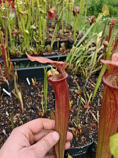 SX36a Sarracenia x (S. x moorei – „Luben's Red“ x S. flava var. ornata) (Klon a)