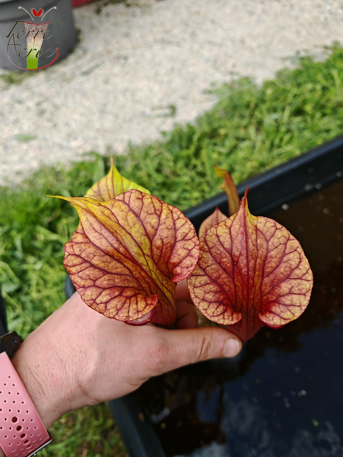 SX36a Sarracenia x (S. x moorei – „Luben's Red“ x S. flava var. ornata) (Klon a)
