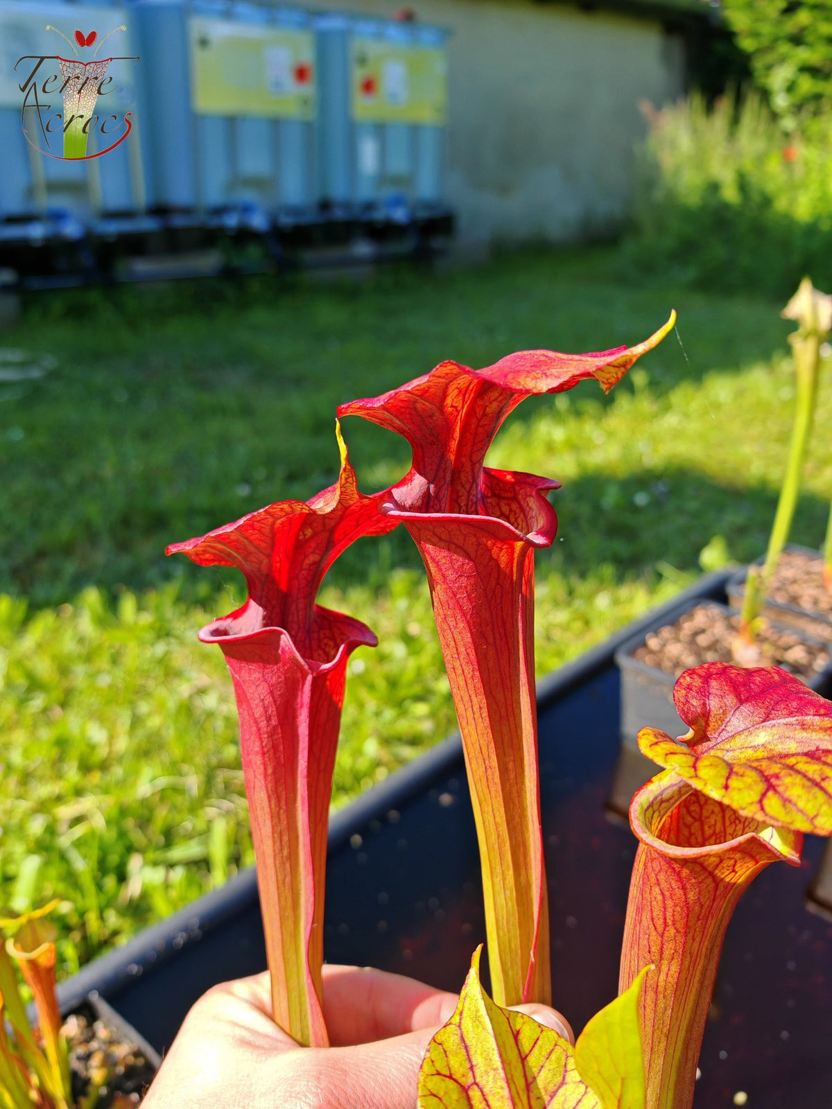 SX36a Sarracenia x (S. x moorei – „Luben's Red“ x S. flava var. ornata) (Klon a)