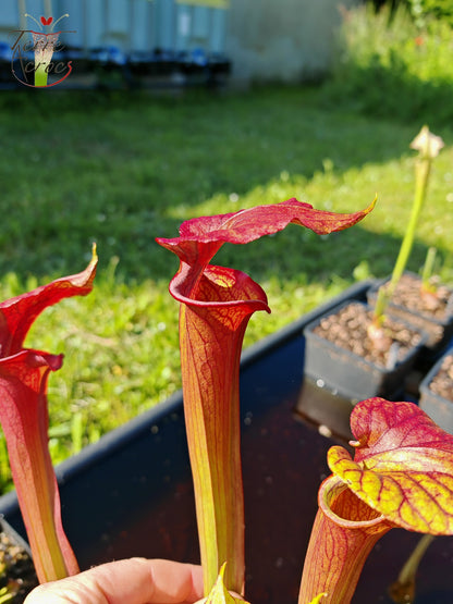 SX36a Sarracenia x (S. x moorei – „Luben's Red“ x S. flava var. ornata) (Klon a)