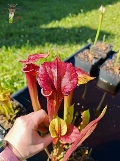 SX36a Sarracenia x (S. x moorei – „Luben's Red“ x S. flava var. ornata) (Klon a)