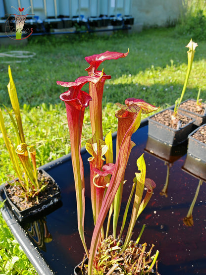SX36a Sarracenia x (S. x moorei – „Luben's Red“ x S. flava var. ornata) (Klon a)