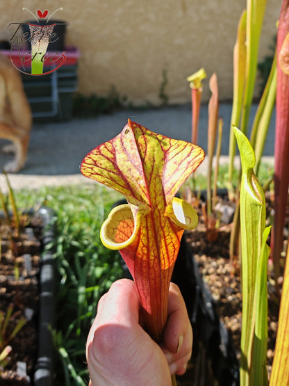 SXP04b Sarracenia x (S. x moorei – „Luben's Red“ x S. flava var. ornata) (Klon b)