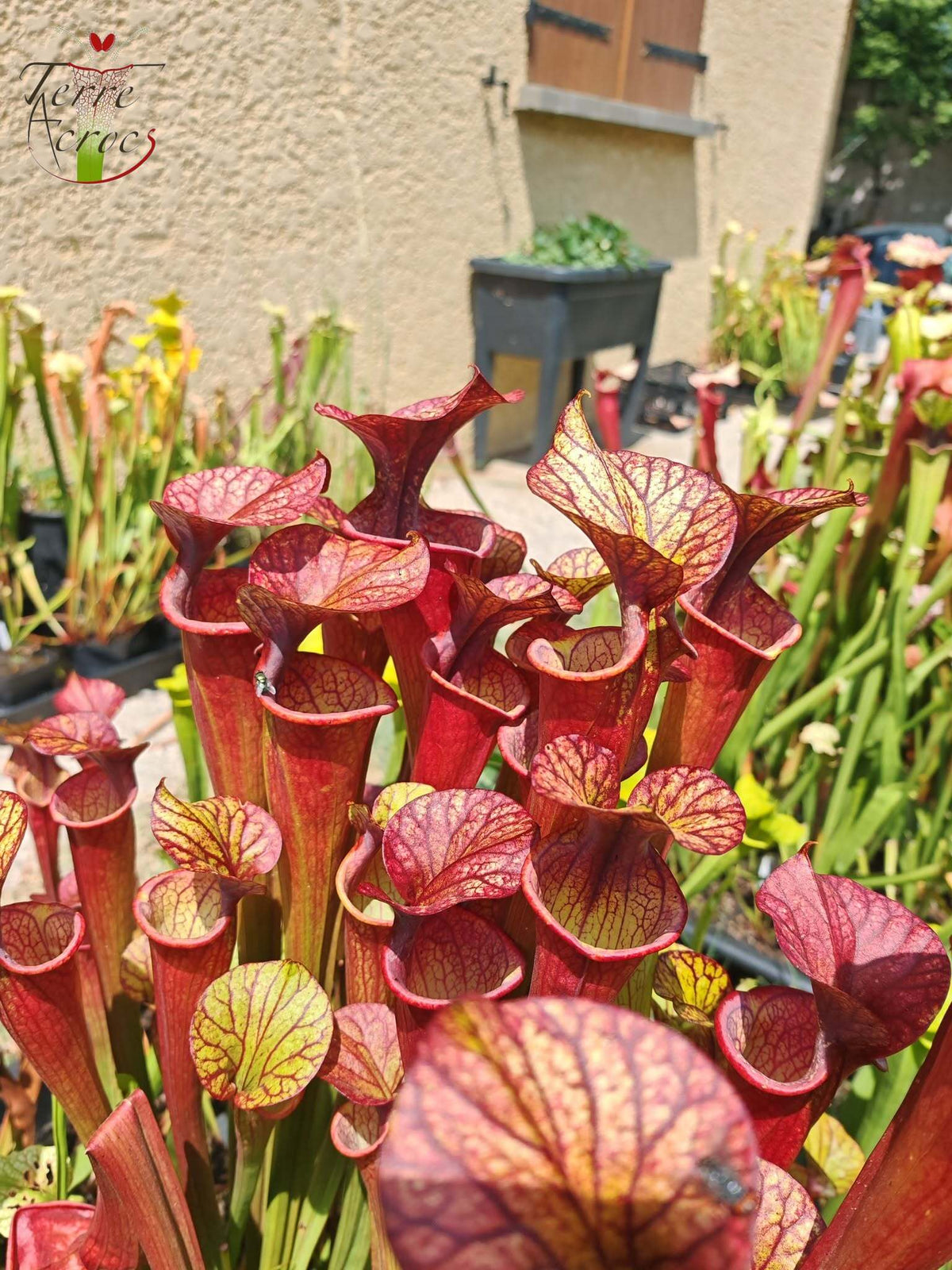 SXP04b Sarracenia x (S. x moorei – „Luben's Red“ x S. flava var. ornata) (Klon b)