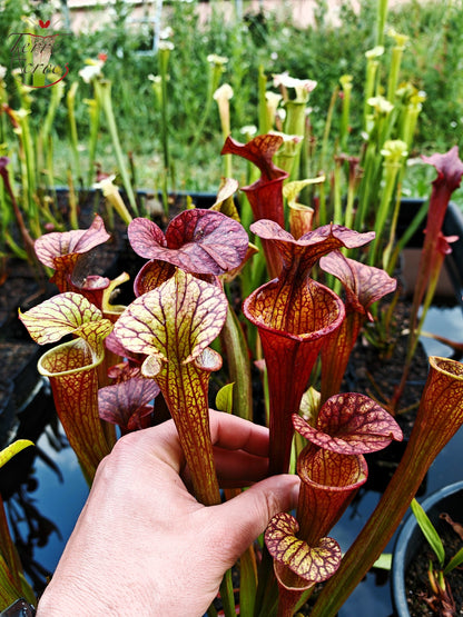 SXP04b Sarracenia x (S. x moorei – „Luben's Red“ x S. flava var. ornata) (Klon b)