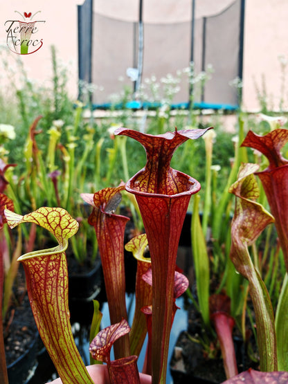 SXP04b Sarracenia x (S. x moorei – „Luben's Red“ x S. flava var. ornata) (Klon b)