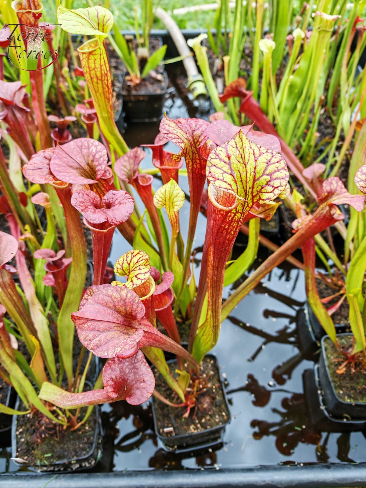 SXP04b Sarracenia x (S. x moorei – „Luben's Red“ x S. flava var. ornata) (Klon b)