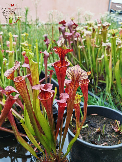 SXP04b Sarracenia x (S. x moorei – „Luben's Red“ x S. flava var. ornata) (Klon b)