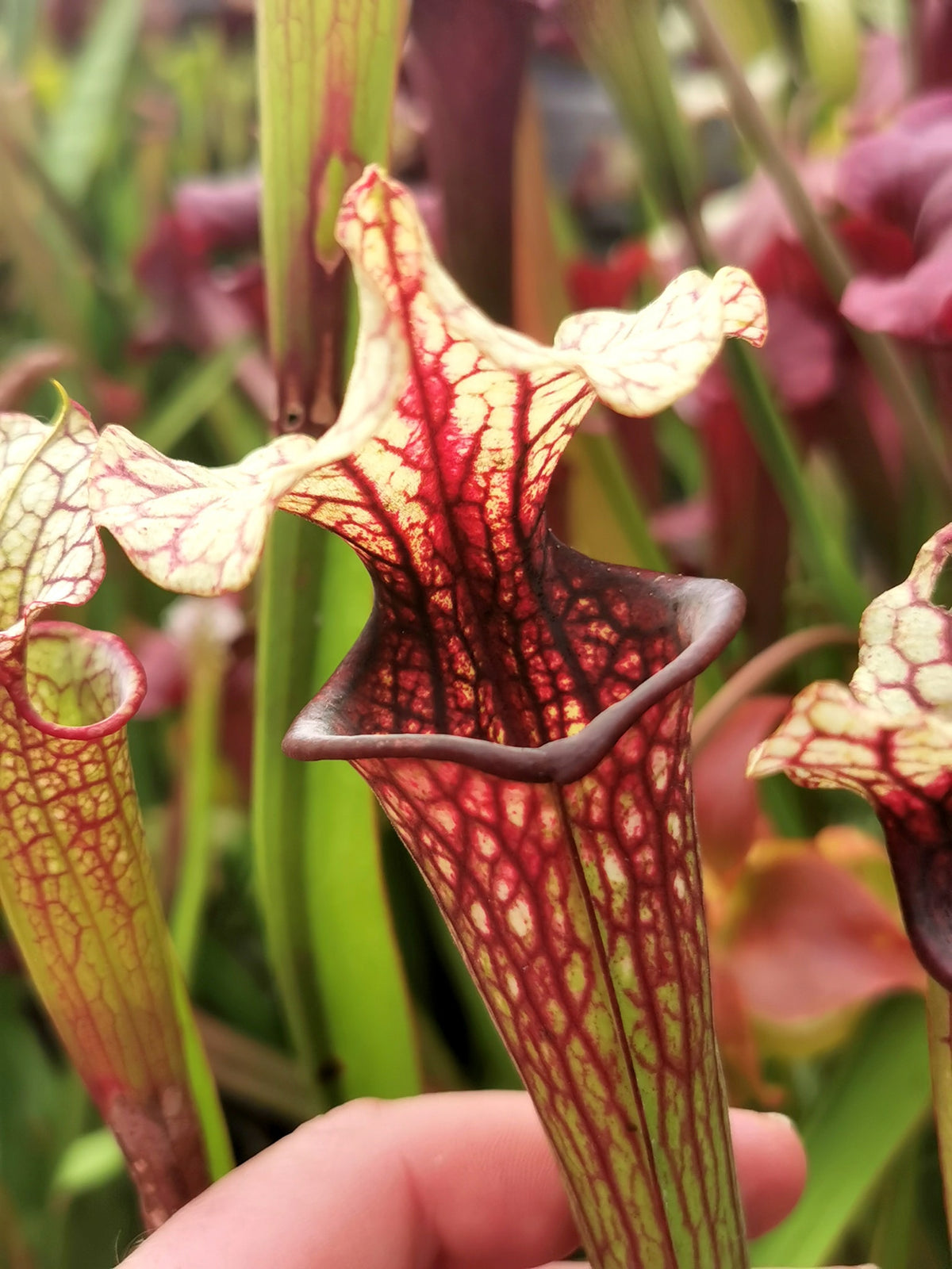 Sarracenia 2025 Samen (SX37a x OP)
