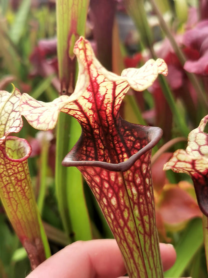Sarracenia 2025 Samen (SX37a x OP)