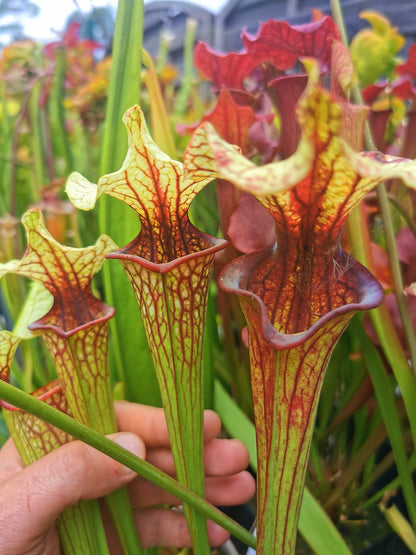 Sarracenia 2025 Samen (SX37a x OP)