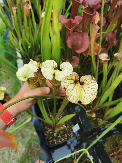 Sarracenia 2025 Samen (SX37a x OP)