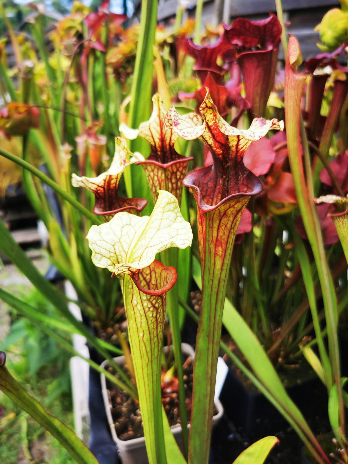 Sarracenia 2025 Samen (SX37a x OP)