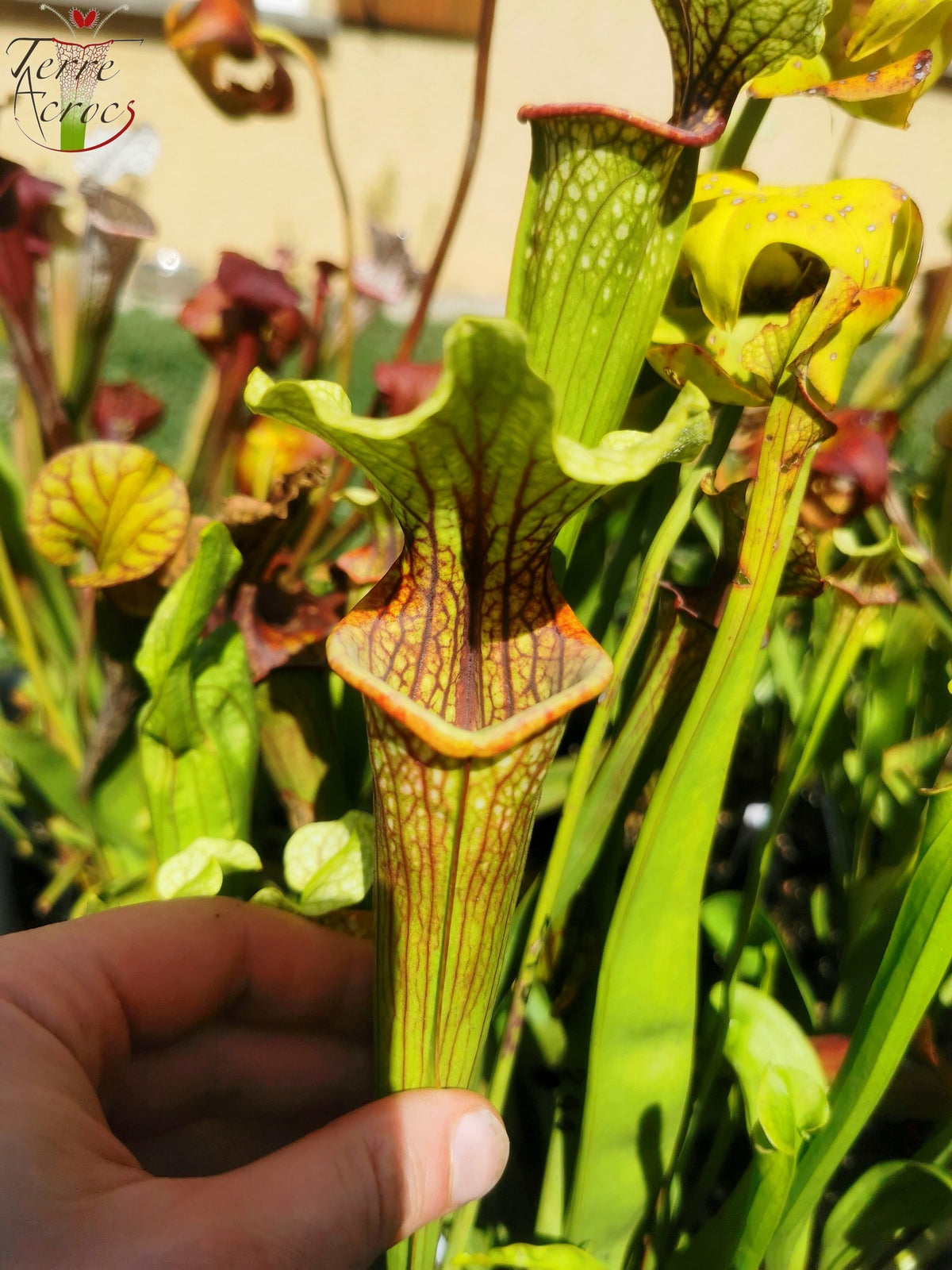 Sarracenia 2025 Samen (SX37a x OP)