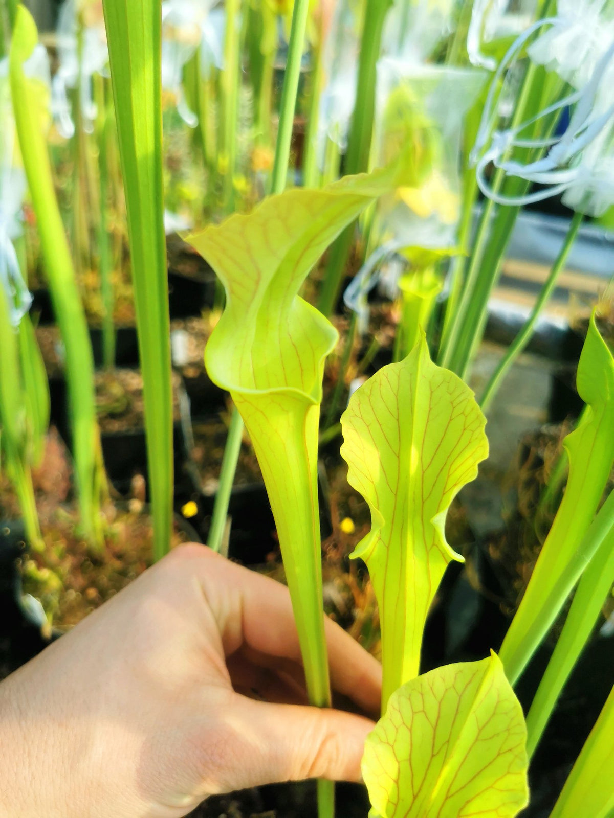 SX37b Sarracenia x ('H12A x HNI12') (Clone B)