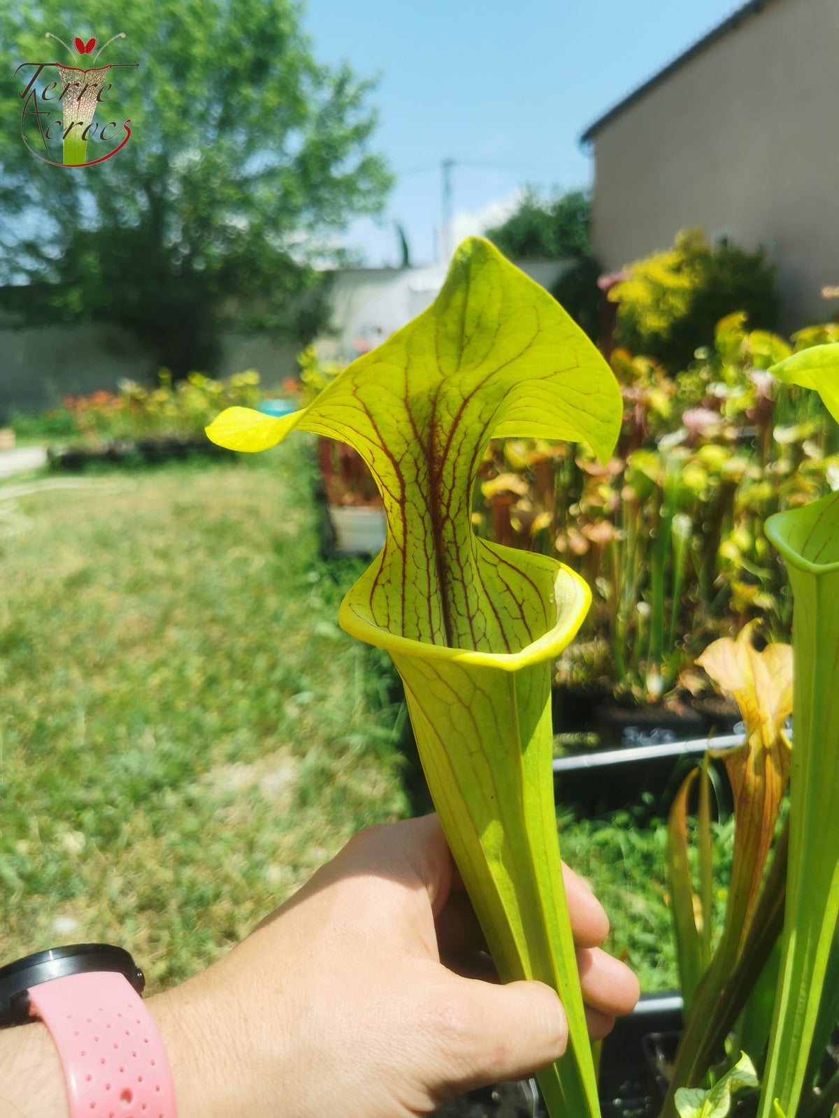 SX38 Sarracenia x "Doreen's Colossus"