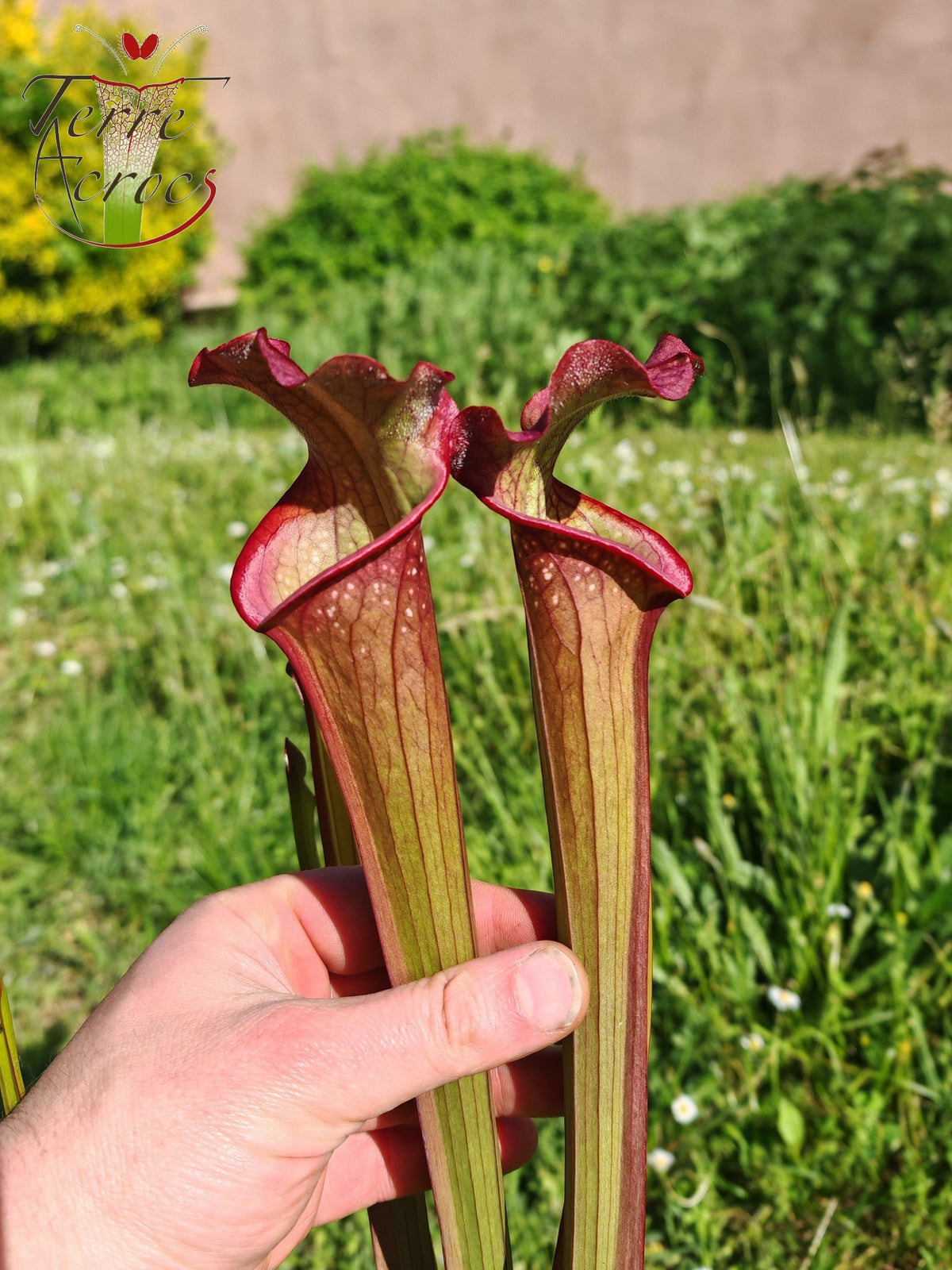 SX39 Sarracenia x Pélican