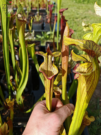 SX40 Sarracenia x („Black Widow“ x S. x moorei – Wilkerson red, Walton Co, Florida)