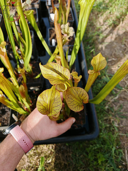 SX40 Sarracenia x („Black Widow“ x S. x moorei – Wilkerson red, Walton Co, Florida)