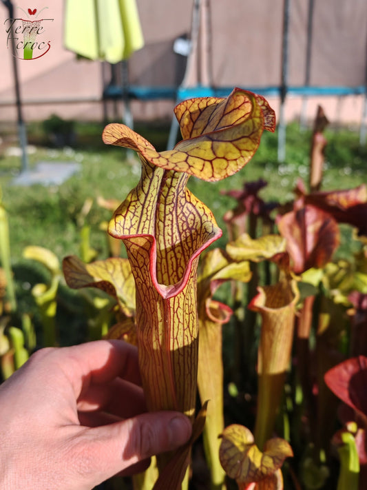 SX40 Sarracenia x (‘Black Widow’ x S. x moorei – Wilkerson red, Walton Co, Fl)