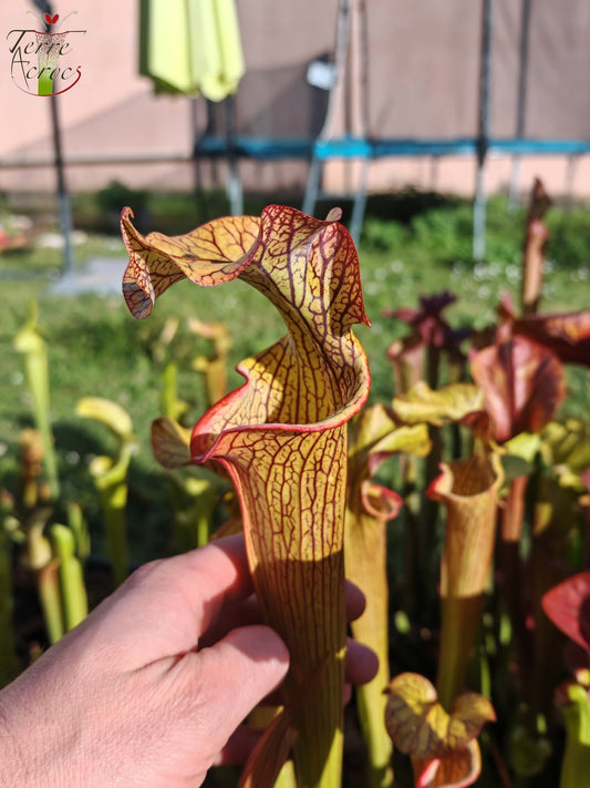 SX40 Sarracenia x (‘Black Widow’ x S. x moorei – Wilkerson red, Walton Co, Fl)