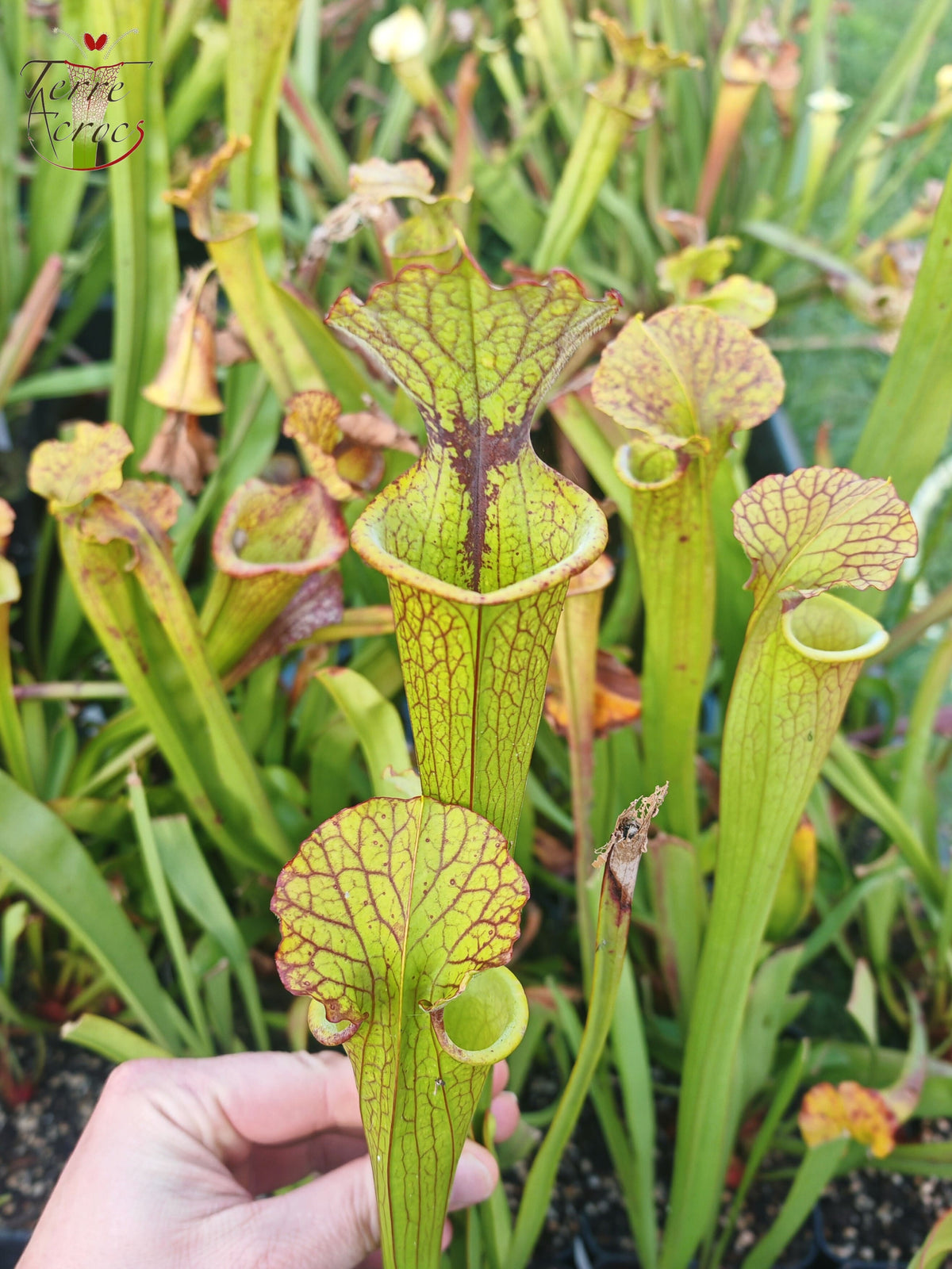 SX41H Sarracenia x (S. x moorei 'Leah Wilkerson' x S. x 'French Kiss')