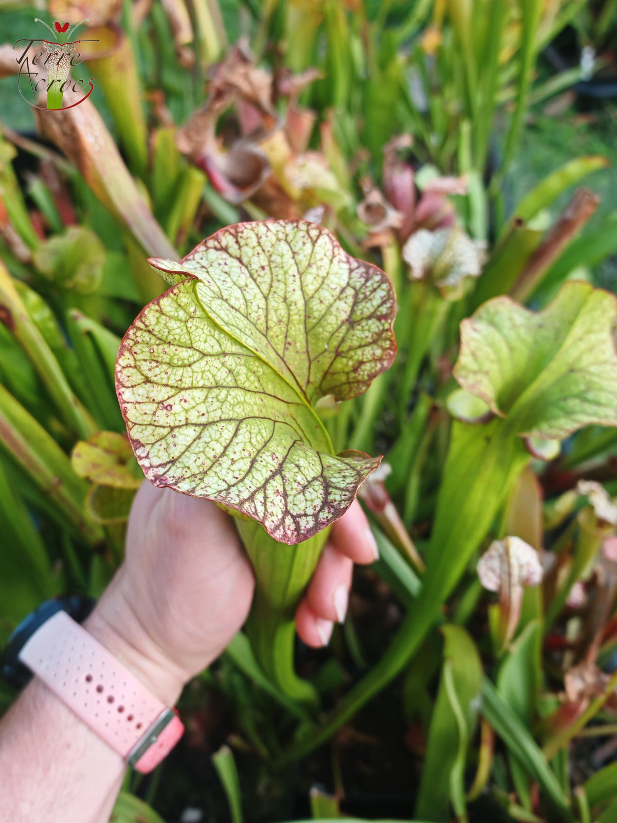 SX41U08-01 Sarracenia x (S. x moorei 'Leah Wilkerson' x S. x 'French Kiss')