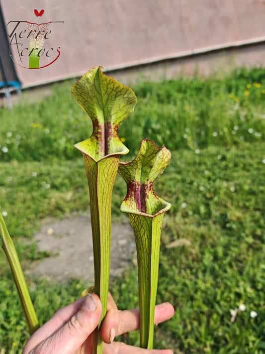 SX41U08-02 Sarracenia x (S. x moorei 'Leah Wilkerson' x S. x 'French Kiss') -- Pubescent Form